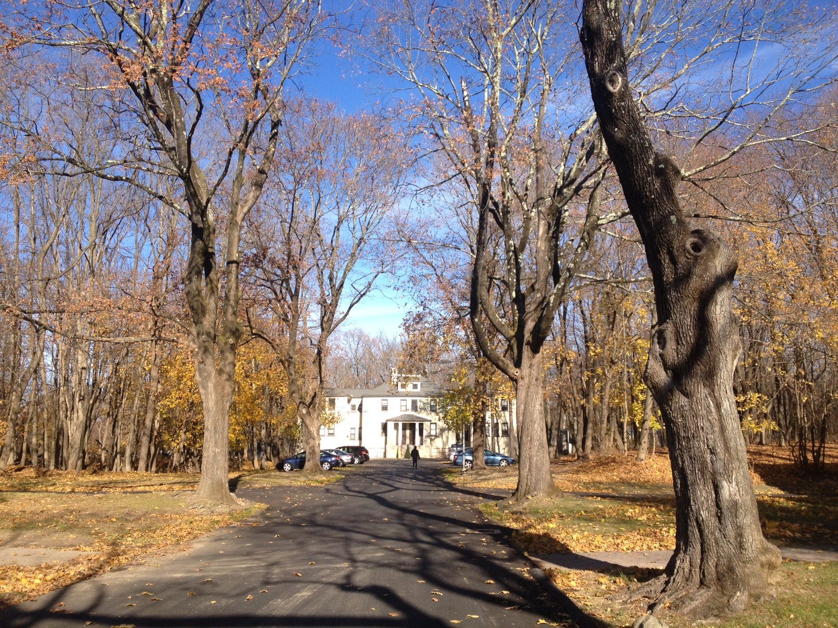 A paved pathway leads through tall, leafless trees towards a large, white mansion in the distance. The mansion is surrounded by autumn foliage and scattered leaves on the ground. Several parked cars are visible near the mansion, and the sky is clear and blue.